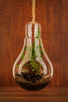 Boston fern plant growing in glass air fern holder terrarium on wooden background