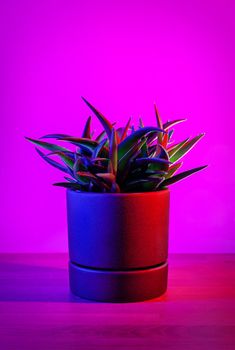 Aloe Black Gem on dark pink background. Illuminated in red and blue.