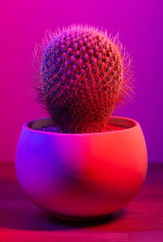 Potted round shaped cactus on dark pink background. Illuminated in red and blue.