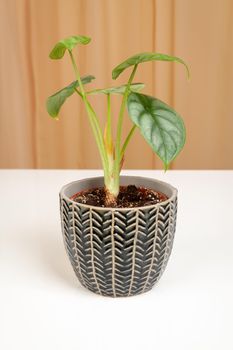 Exotic Alocasia Silver Dragon houseplant in pot on a fabric curtains background.