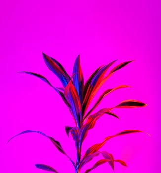 Lemon lime dracaena leaves on a vibrant dark pink background.