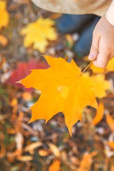 Children in the park with autumn leaves. Selective focus. nature.