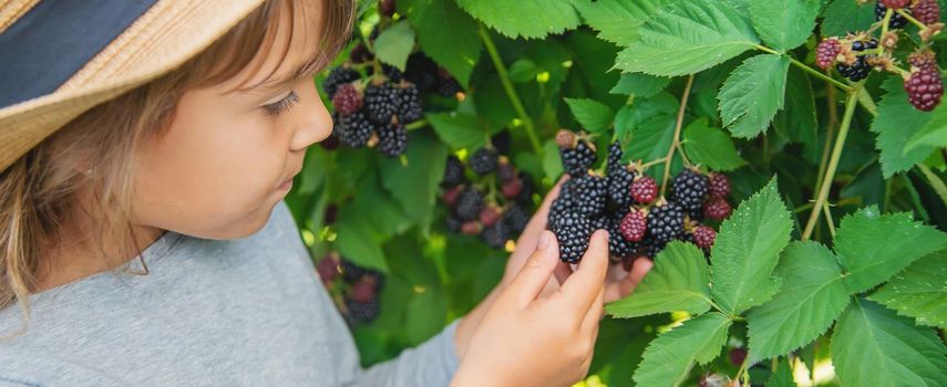 The child holds blackberries in the hands. Selective focus.