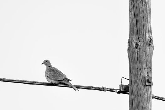 Pigeon resting on a cable and a light pole in black and white