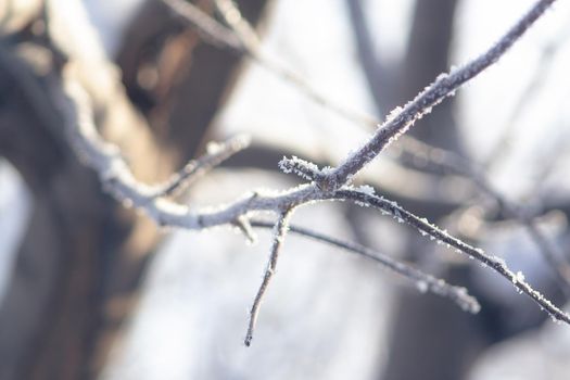 Frost-covered apple tree branch on a sunny winter day. Frozen winter plant landscape. Ice on tree macro