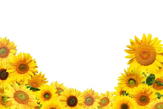 Ripe sunflower with yellow petals and dark middle