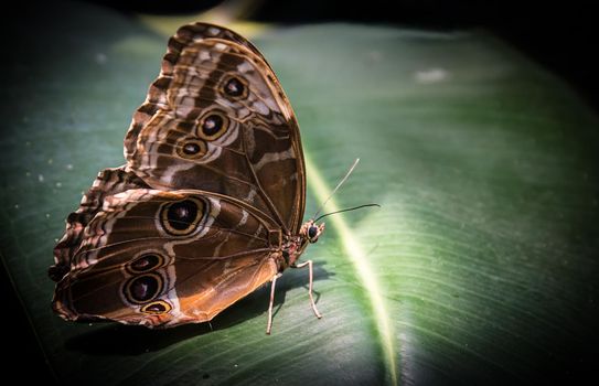 A large moth rests on a Green Leaf