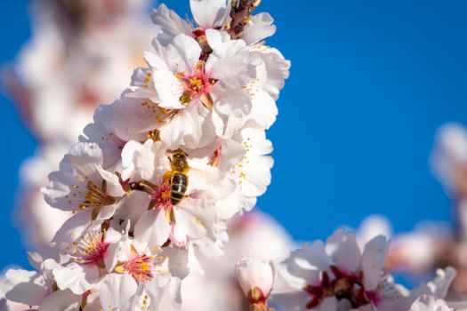 Bee collecting pollen from a blossoming almond tree branch