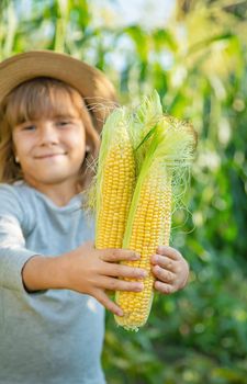 Corn on the field in the hands of a child. Selective focus.