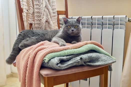 Gray british cat keep warm in autumn winter cold season near heating radiator, lying on chair with warm knitted woolen clothes. Heating season, cold autumn winter, pets concept