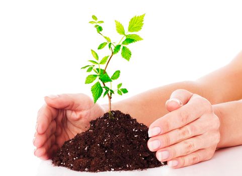 Hands and plant isolated on white background.