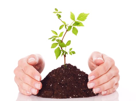 Hands and plant isolated on white background.