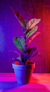 Beautiful Ficus lyrata in a brown flowerpot stands on a wooden table on dark pink background. Illuminated in red and blue.