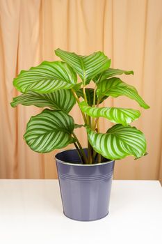 Calathea orbifolia plant in pot, Tropical plant on a fabric curtains background.