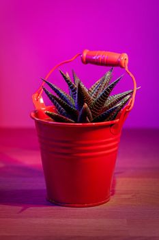 Succulent plant Haworthia Papillosa in little red backet on dark pink background. Illuminated in red and blue.