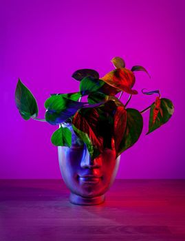 Golden Pothos plant in head shaped pot on dark pink background. Illuminated in red and blue.