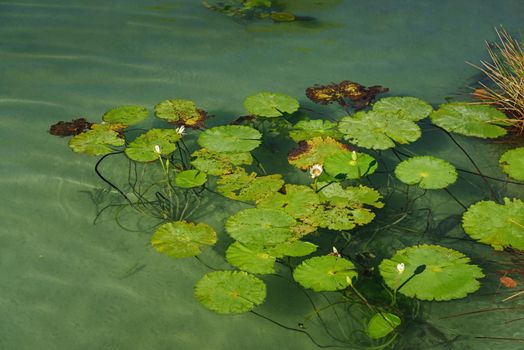 Water lilies on the lake with turquoise clear water.