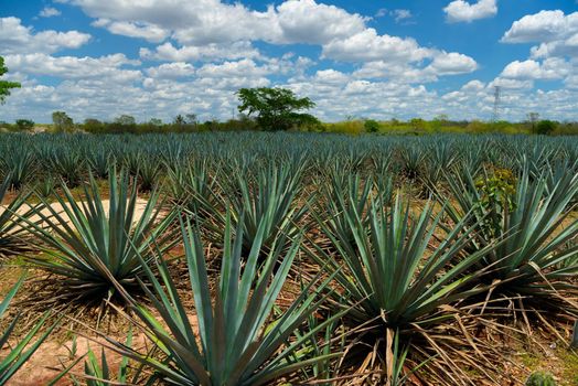 The field of agave planted for the manufacture of tequila. Mexico