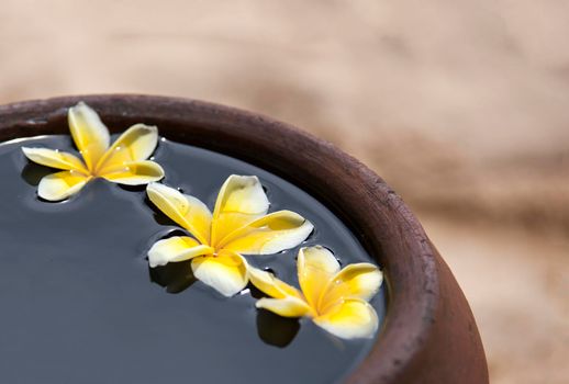 Touching nature. Clay jug relaxing and peaceful with flower plumeria or frangipani decorated on water in bowl in zen style for spa meditation mood