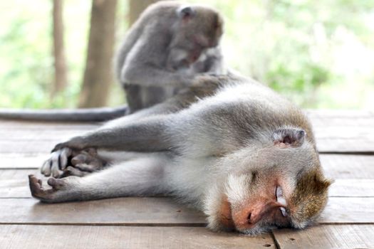 Two monkeys. Wildlife tropical Monkey Portrait in the forest. Care for one another