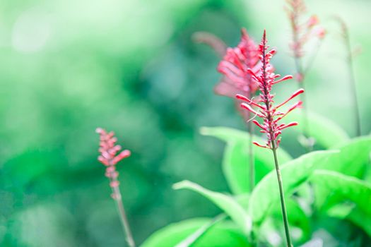 Asian Beautiful pink or red flowers of Thailand or Bali