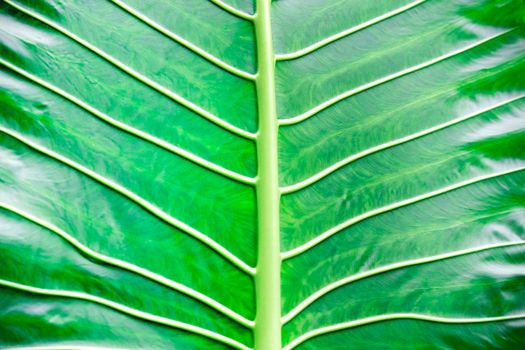 Green textured detail tree leaf macro background