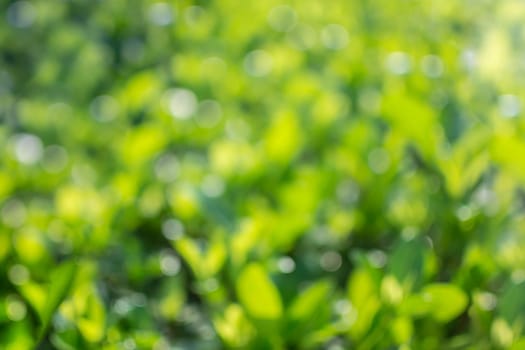 Abstract bokeh lighting glitter background. green leaf of nature.