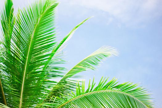 Selective focus on palm tree leaves over peaceful tropical beach background, blue sea landscape, natural abstract card