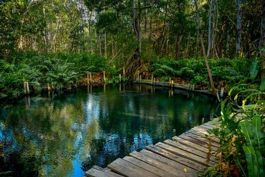 Mangrove forest by the Ria Celestun lake in Mexico