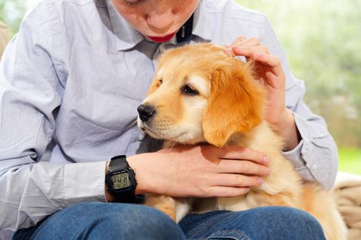 Golden Hovawart cute puppy. Portrait of cute puppy with teen boy in room. Happy cute puppy resting in the arms of a child, a dream come true. Golden Retriever sweet puppy