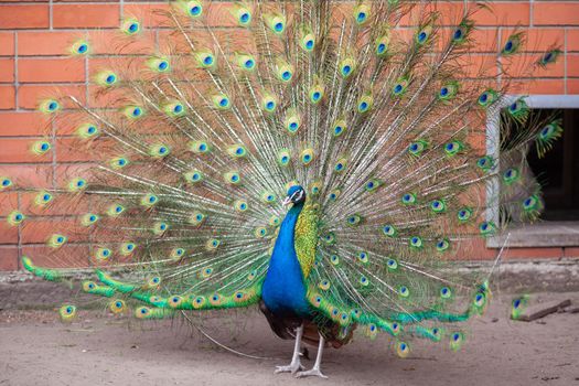 A beautiful peacock with fluffy tail in the zoo. The male attracts the female