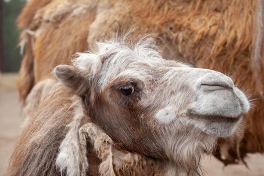 Big camel head close up. Camels at the animal farm or zoo.