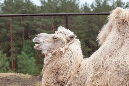 Big camel head close up. Camels at the animal farm or zoo.