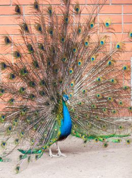 A beautiful peacock with fluffy tail in the zoo. The male attracts the female