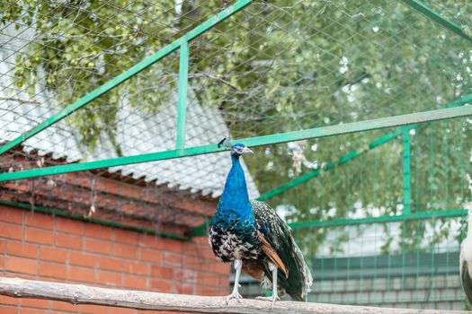 A beautiful peacock with fluffy tail in the zoo. The male attracts the female