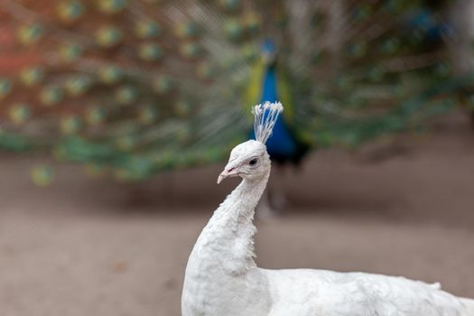 The head of a beautiful white peacock close-up in the zoo.