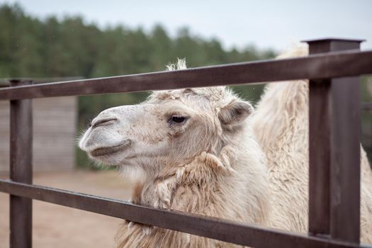 Big camel head close up. Camels at the animal farm or zoo.