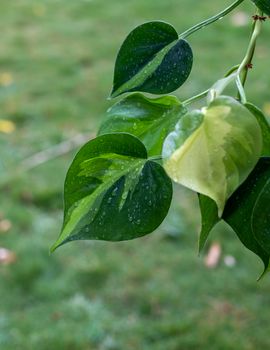 Philodendron brasil variegated leaf with raindrops