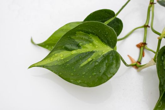 Close up of tropical variegated philodendron Brasil house plant leaves with yellow stripes on white isolated background