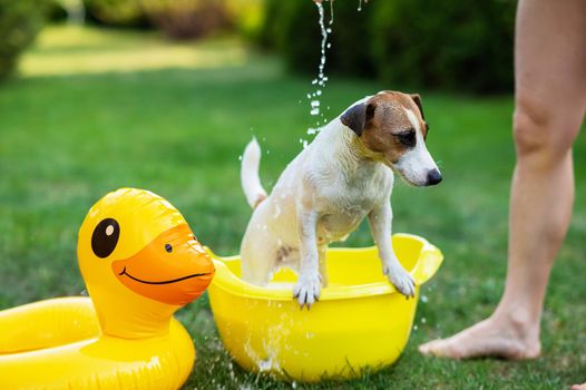 The owner washes the dog Jack Russell Terrier in a yellow basin on a green lawn