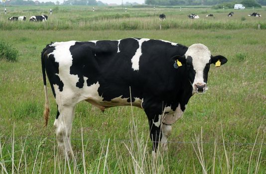 Impressive Holstein Frisian bull on a German meadow in East-Frisia. 