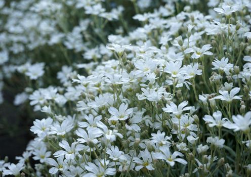 Cerastium tomentosum or snow-in-summer is an herbaceous flowering plant and a member of the family Caryophyllaceae.