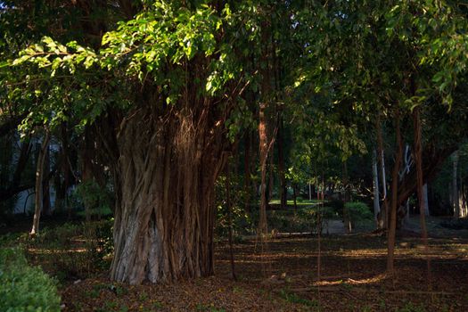 A view of a green park with large trees. Huge ficus in the park.