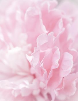 Soft focus, abstract floral background, pink peony flower petals. Macro flowers backdrop for holiday brand design