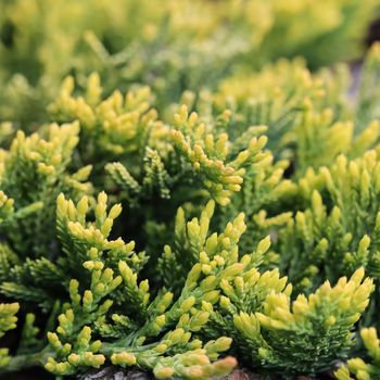 Evergreen coniferous branches of Juniperus horizontalis Golden Carpet, Creeping Juniper against the background of bark