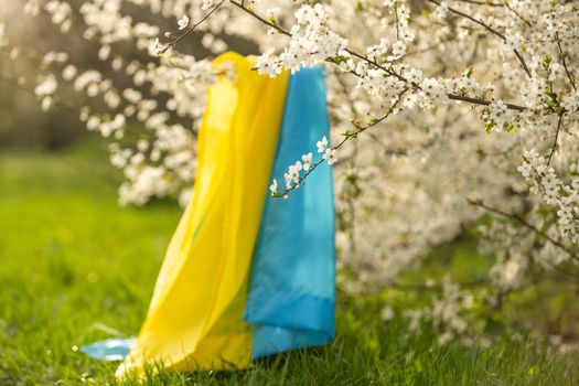flag of ukraine in a flowering tree in the garden in spring. Ukrainian patriotic symbols, flag colors. Independence and freedom concept