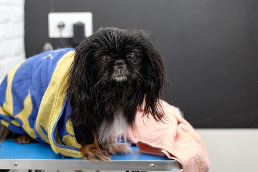 Beijing lion dog or Chinese spaniel in a grooming studio with a towel on the body.