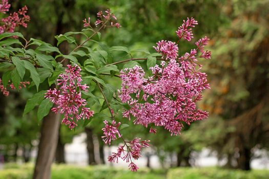 Lilac flower on branch in park in summertime