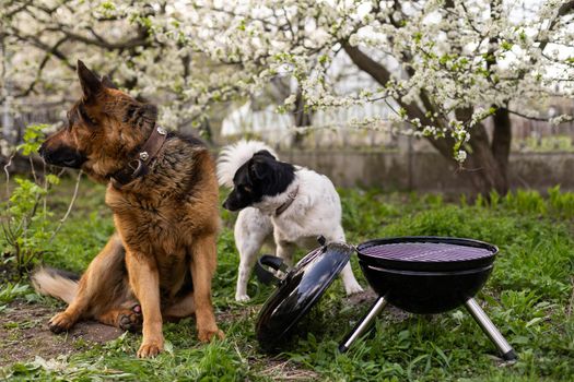 The meat is cooked on a barbecue. A beautiful German shepherd on the grass. Rest at home. Pets. B-B-Q.