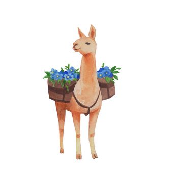 Alpaca with flowers. Watercolor hand painted illustration isolated white background. Funny realistic llama animal.